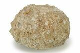 Cretaceous, Sea Urchin (Goniopygus) Fossils - Morocco - Photo 4